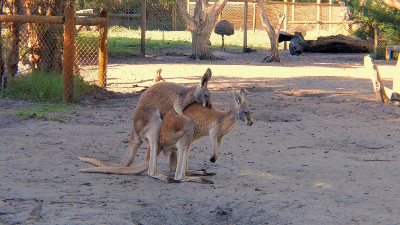 Red Kangaroo Reproduction Area Caversham Wildlife Park Australia