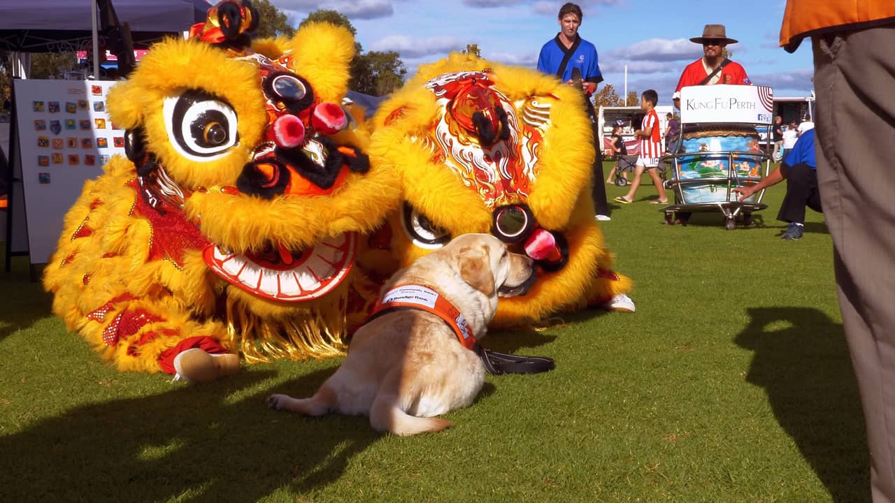 Lion Dance Ging Mo Cockburn Cultural Fair Australia