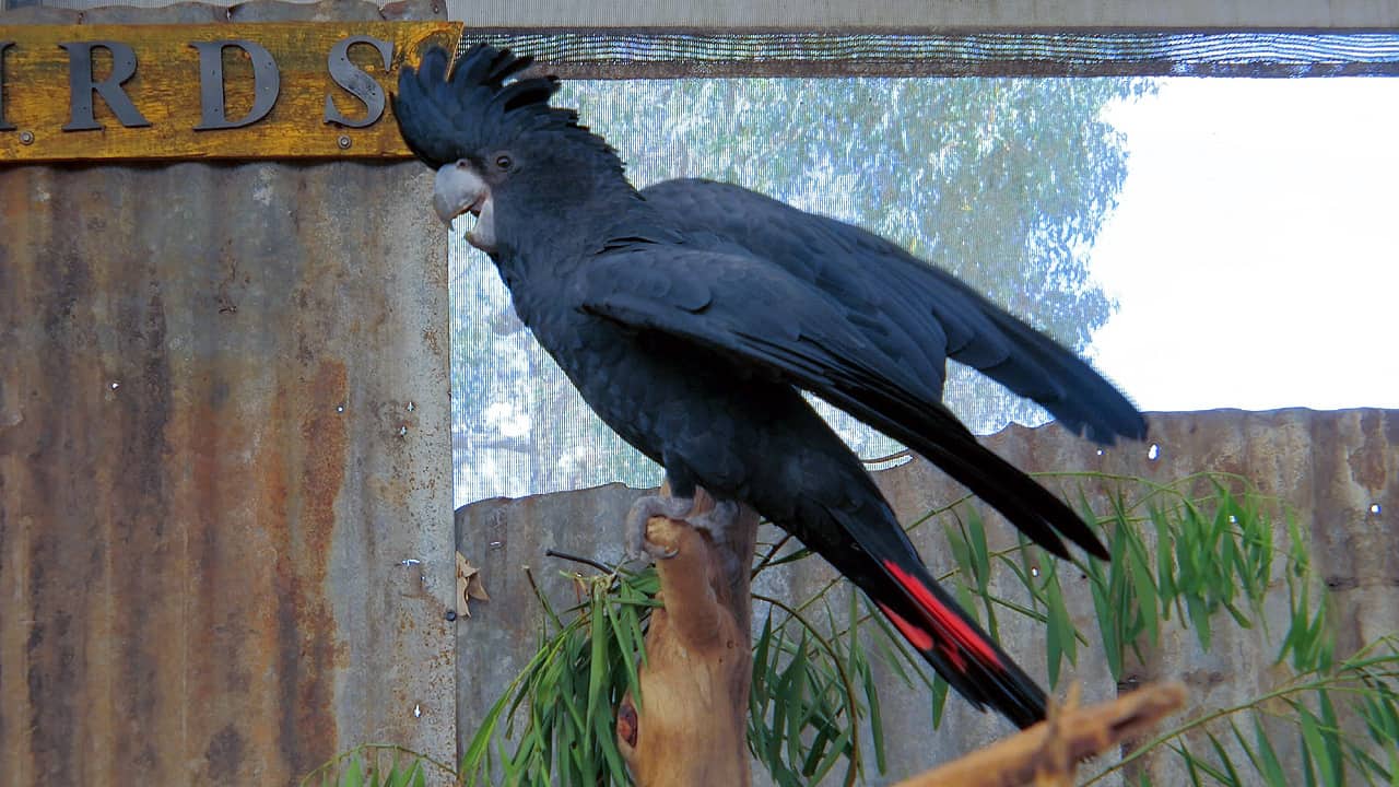 Birds & Owls Caversham Wildlife Park Western Australia