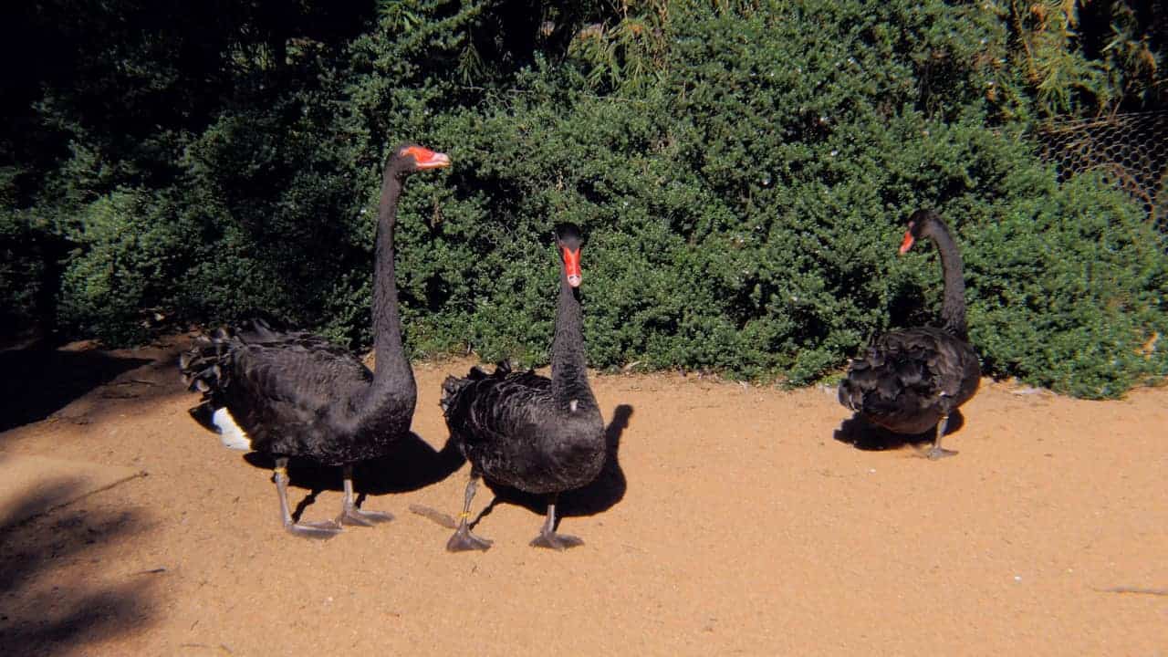 Black Swan Pelican Caversham Wildlife Park Australia