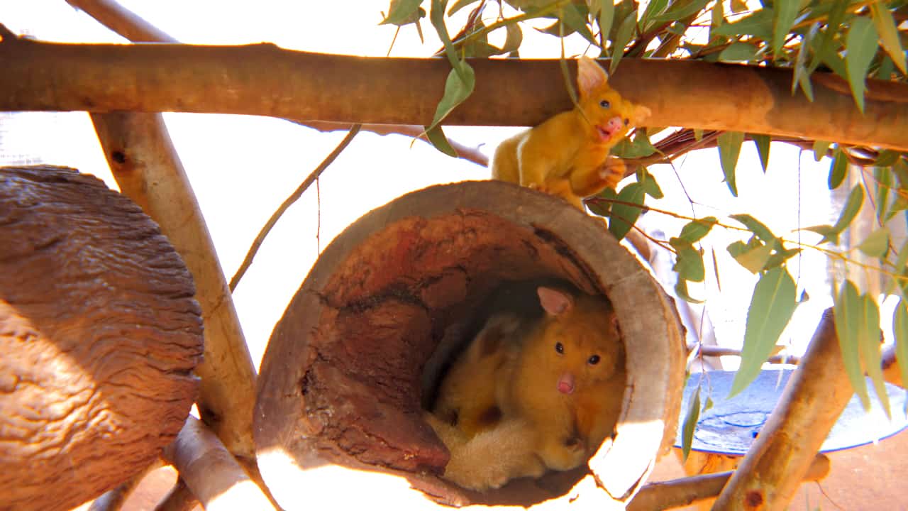 Cute Baby Golden Possum Caversham Wildlife Park Australia