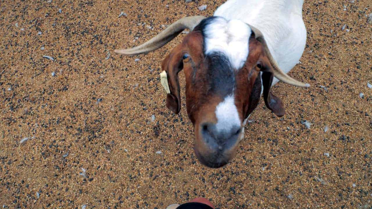 Farm Animals Boer Goat from Caversham Wildlife Park Australia