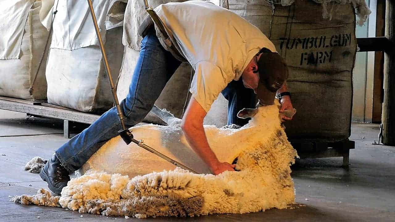 Farm Show Sheep Shearing Caversham Wildlife Park Australia