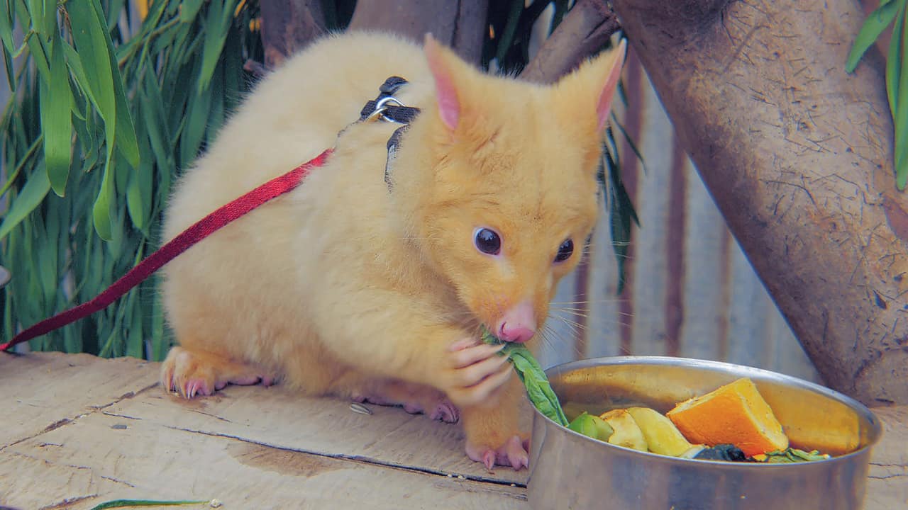 Golden Possum adorable rare animal from Caversham wildlife park Australia