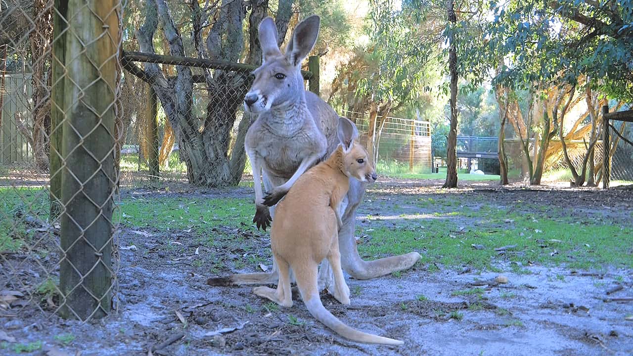 Joey Kangaroo Caversham Wildlife Park Western Australia