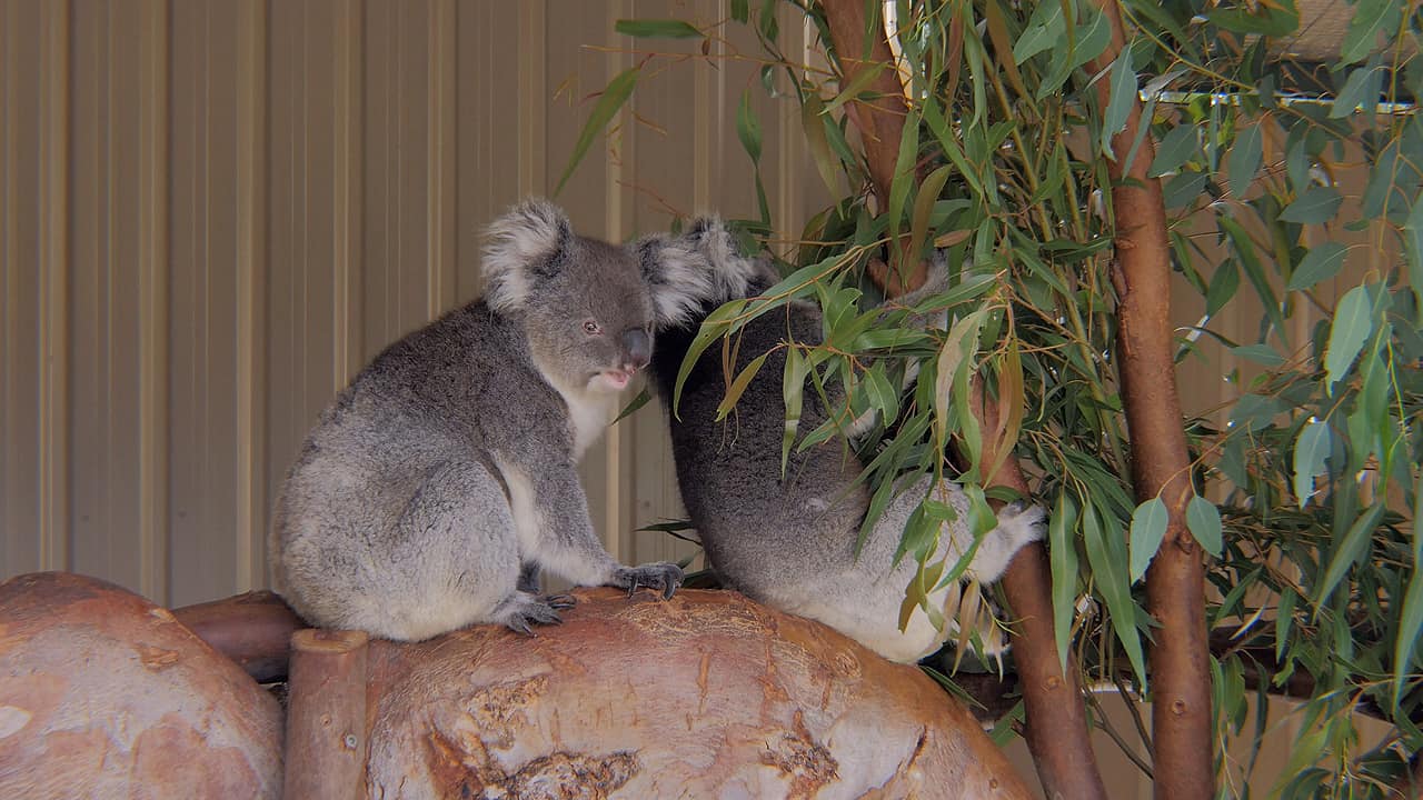 Koalas from Caversham Wildlife Park WA Australia