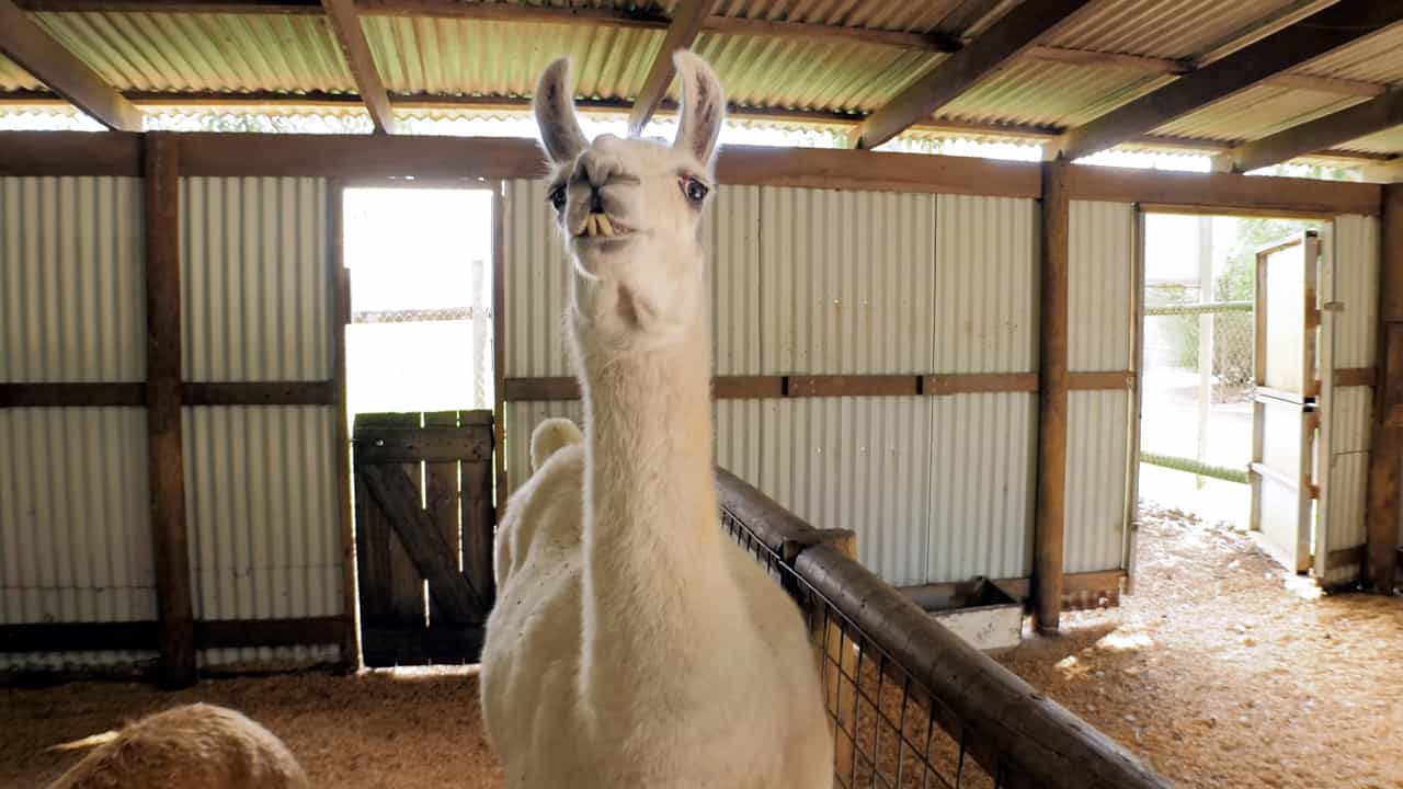 Llama & Small Animals Caversham Wildlife Park Australia