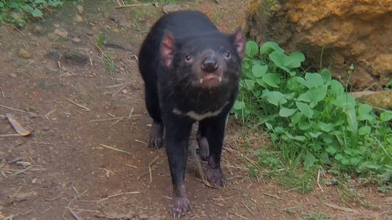 Tasmanian Devil & Various Animals Caversham Wildlife Park Australia