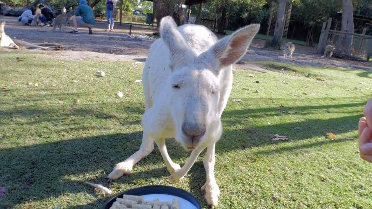 Various Kangaroos Wildlife Perth Western Australia