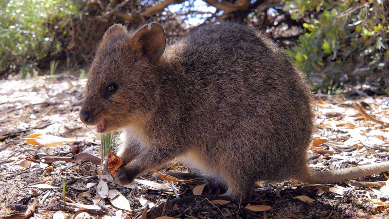 Quokka World's Happiest Animal Rottnest Island WA Australia