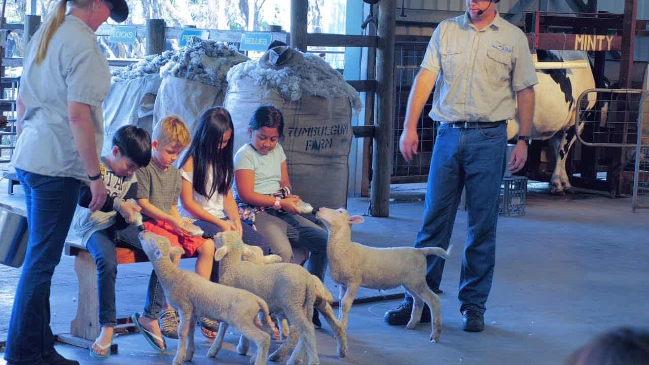 Feeding the Lamb Milking the Cow Caversham Wildlife Park Australia